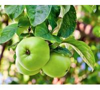 Direct Plants Apple Greensleeves Fruit Tree 6ft Tall Supplied in a 12 Litre Pot by Directplants in Yellow Direct Plants Yellow
