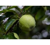 Direct Plants Apple Grenadier Fruit Tree 6Ft Tall Supplied In A 12 Litre Pot