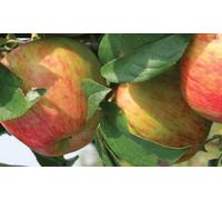 Direct Plants Apple Howgate Wonder Fruit Tree 6Ft Tall Supplied In A 12 Litre Pot By Directplants