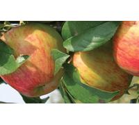 Direct Plants Apple Howgate Wonder Fruit Tree 6ft Tall Supplied in a 12 Litre Pot by Directplants in Red Direct Plants Red