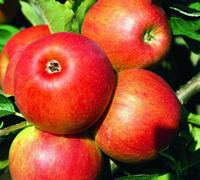 Direct Plants Apple Jonagold Fruit Tree 6Ft Tall Supplied In A 12 Litre Pot By Directplants