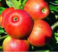 Direct Plants Apple Jonagold Fruit Tree 6ft Tall Supplied in a 12 Litre Pot by Directplants in Red Direct Plants Red