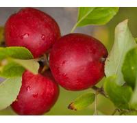 Direct Plants Apple Katy Fruit Tree 6Ft Tall Supplied In A 12 Litre Pot By Directplants