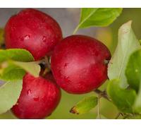 Direct Plants Apple Katy Fruit Tree 6ft Tall Supplied in a 12 Litre Pot by Directplants in Red Direct Plants Red