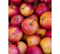 Direct Plants Apple Kidd's Orange Red Fruit Tree 6Ft Tall Supplied In A 12 Litre Pot