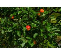 Direct Plants Apple Queen Cox Fruit Tree 6Ft Tall Supplied In A 12 Litre Pot By Directplants