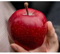 Direct Plants Apple Red Devil Fruit Tree 6Ft Tall Supplied In A 12 Litre Pot By Directplants