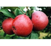 Direct Plants Apple Spartan Fruit Tree 6ft Tall Supplied in a 12 Litre Pot by Directplants in Red Direct Plants Red