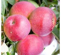 Direct Plants Apple Tydemans Early Worcester Fruit Tree 6Ft Tall Supplied In A 12 Litre Pot By Directplants