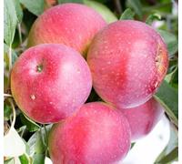 Direct Plants Apple Tydemans Early Worcester Fruit Tree 6ft Tall Supplied in a 12 Litre Pot by Directplants in Red Direct Plants Red