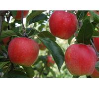Direct Plants Apple Worcester Pearmain Fruit Tree 6ft Tall Supplied in a 12 Litre Pot by Directplants in Red Direct Plants Red