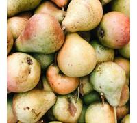 Direct Plants Beth Pear Fruit Tree 100-120cm Bare Root Tree Direct Plants Multicolor