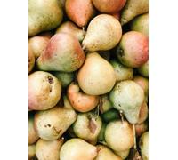 Direct Plants Beth Pear Large Fruit Tree 5-6Ft Tall, Supplied In A 7.5 Litre Pot