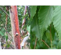 Direct Plants Betula Albosinensis Fascination Tree 6ft Tall Supplied in a 12 Litre Pot by Directplants in Green Direct Plants Green