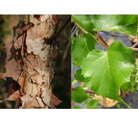 Direct Plants Betula Black Star Tree 6Ft Tall Supplied In A 12 Litre Pot By Directplants
