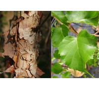 Direct Plants Betula Black Star Tree 6ft Tall Supplied in a 12 Litre Pot by Directplants in Green Direct Plants Green