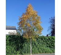 Direct Plants Betula Ermanii Cream Bark Birch Tree Large 6Ft Tall In A 7.5 Litre Pot