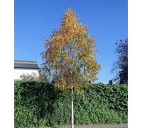 Direct Plants Betula Ermanii Cream Bark Birch Tree Large 6ft Tall in a 7.5 Litre Pot Direct Plants Multicolor
