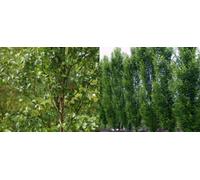 Direct Plants Betula Fastigiata Tree 6Ft Tall Supplied In A 12 Litre Pot By Directplants