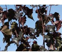 Direct Plants Betula Pendula Royal Frost Purple Leaf Birch Tree 6ft Tall Supplied in a 12 Litre Pot by Directplants in Green Direct Plants Green