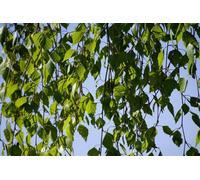Direct Plants Betula Pendula Youngii Weeping Birch Tree 6Ft Tall Supplied In A 12 Litre Pot By Directplants