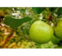 Direct Plants Bramley's Seedling Cooking Apple Tree 4 - 5ft Bare Root Fruit Tree in Green Direct Plants Green