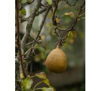 Direct Plants Buerre Pear Hardy Fruit Tree, 125Cm-150Cm Tall, Supplied In A 7.5 Litre Pot