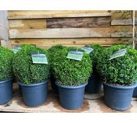 Direct Plants Buxus Sempervirens Extra Large Ball Shaped Plants 30Cm Round 7.5 Litre Pot