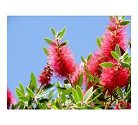 Direct Plants Callistemon Bottle Brush Evergreen Shrub 3-4ft Extra Large in a 3 Litre Pot