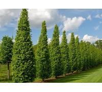 Direct Plants Carpinus Betulus Frans Fontaine Tree 6ft Tall Supplied in a 12 Litre Pot by Directplants in Green Direct Plants Green