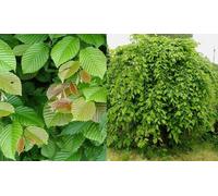 Direct Plants Carpinus Betulus Pendula Tree 6ft Tall Supplied in a 12 Litre Pot by Directplants in Green Direct Plants Green