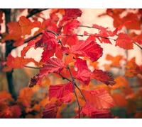 Direct Plants Carpinus Betulus Rockhampton Red Tree 6ft Tall Supplied in a 12 Litre Pot by Directplants in Green Direct Plants Green