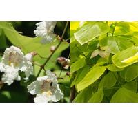 Direct Plants Catalpa Aurea Golden Indian Bean Tree Plant Large 50-60cm Supplied in a 5 Litre Pot in Green Direct Plants Green