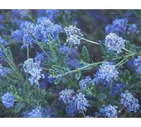Direct Plants Ceanothus Concha California Evergreen Blue Lilac Shrub 5-6Ft Plant In A 7.5 Litre Pot