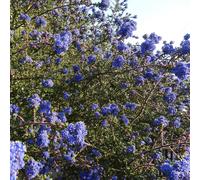 Direct Plants Ceanothus Dentatus Large 3-4ft Supplied in a 5 Litre Pot in Blue Direct Plants Blue