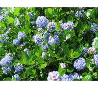 Direct Plants Ceanothus Victoria Californian Lilac Shrub 2-3ft Supplied in a 3L Pot Direct Plants Multicolor