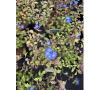 Direct Plants Ceratostigma Willmottianum Chinese Plumbago Shrub Large Plant Supplied in a 2/3 Litre Pot in Green Direct Plants Green