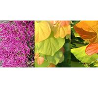 Direct Plants Cercis Canadensis The Rising Sun North American Redbud Tree 3ft Supplied in a 3 Litre Pot in Green Direct Plants Green