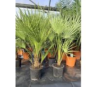 Direct Plants Chamaerops European Fan Palm Tree Extra Large 3Ft Tall, Supplied In A 3/5 Litre Pot