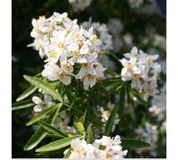 Direct Plants Choisya Aztec Pearl Fragrant Evergreen Shrub Supplied in a 3 Litre Pot Direct Plants Multicolor