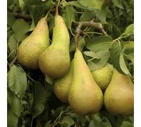 Direct Plants Conference Pear Fruit Tree 100-120cm Bare Root Tree Direct Plants Multicolor