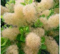 Direct Plants Cotinus Young Lady Smoke Bush Shrub Plant 3-4Ft Tall Supplied In A 3 Litre Pot