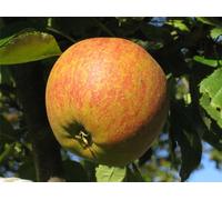 Direct Plants Cox's Orange Pippin Apple Dwarf Patio Fruit Tree 3-4ft Supplied in a 5 Litre Pot in Green Direct Plants Green