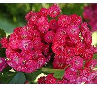 Direct Plants Crataegus Laevigata 'rosea Flore Pleno' Tree 5-6Ft Supplied In A 7.5 Litre Pot