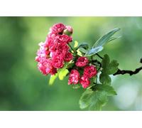 Direct Plants Crataegus Paul's Scarlet Crimson Hawthorn Tree 5-6ft Tall Direct Plants Multicolor