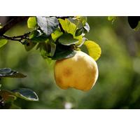 Direct Plants Cydonia Oblonga Quince Vranja Fruit Tree 5-6Ft Tall 7.5 Litre Pot