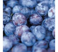 Direct Plants Czar Plum Fruit Tree 4-5ft Bare Root Tree Direct Plants Plum