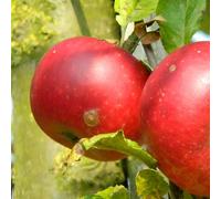 Direct Plants Discovery Apple Tree M26 Dwarf 100-120cm Bare Root Fruit Tree in Red Direct Plants Red