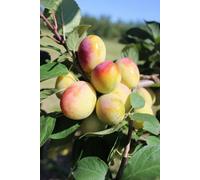 Direct Plants Dwarf Patio Aprimira Miracot Golden Plum Fruit Tree 3-4Ft Supplied In A 5 Litre Pot