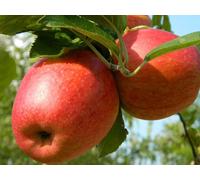 Direct Plants Dwarf Patio Braeburn Apple Tree 3-4ft Supplied in a 5 Litre Pot in Green Direct Plants Green